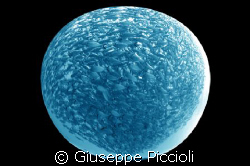 Planet fish by Giuseppe Piccioli 